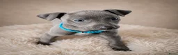 Whippet dogs for sale: KC registered Laguna lines Whippet Puppies  - Advert 27