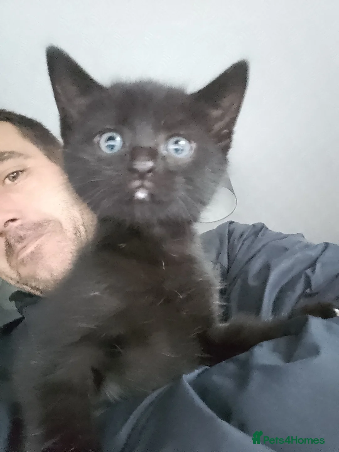 Domestic Shorthair cats for sale: Theora and the Theo-ettes - Advert 16