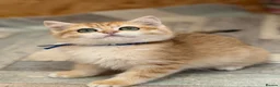 British Shorthair cats for sale: British shorthair golden odd eyed kittens  - Advert 9