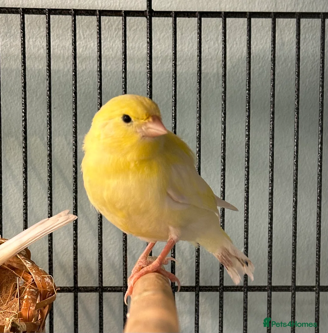 Canaries birds for sale: Baby canary for sale - Advert 2
