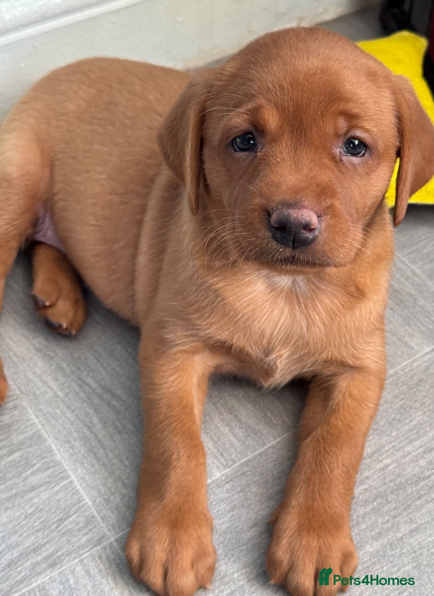 Labrador Retriever dogs True Fox Red Labrador Litter Boys & Girls  - Advert 1