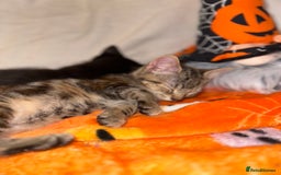 Mixed Breed cats for sale: Tabby and black kittens  - Image 2