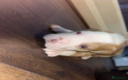 Alapaha Blue Blood Bulldog dogs for sale: IABBR registered Alapaha Blue Blood Bulldogs - Image 9