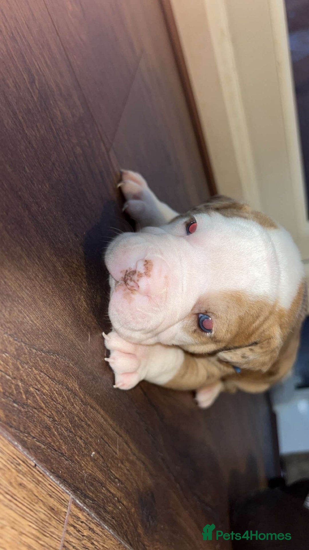 Alapaha Blue Blood Bulldog dogs for sale: IABBR registered Alapaha Blue Blood Bulldogs - Image 9