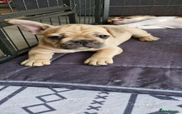 French Bulldog dogs for sale: French Bulldogs - Image 11