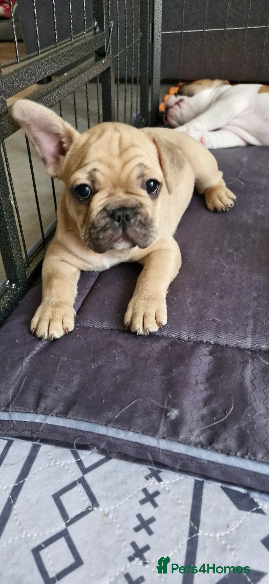 French Bulldog dogs for sale: French Bulldogs - Image 11