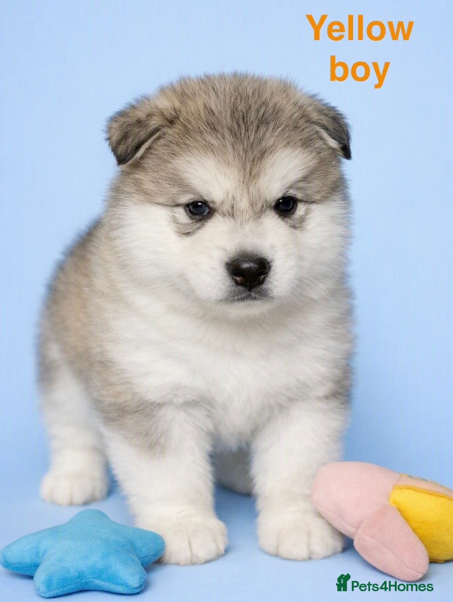 Alaskan Malamute dogs KC registered champion bloodline Malamute puppies  - Advert 1
