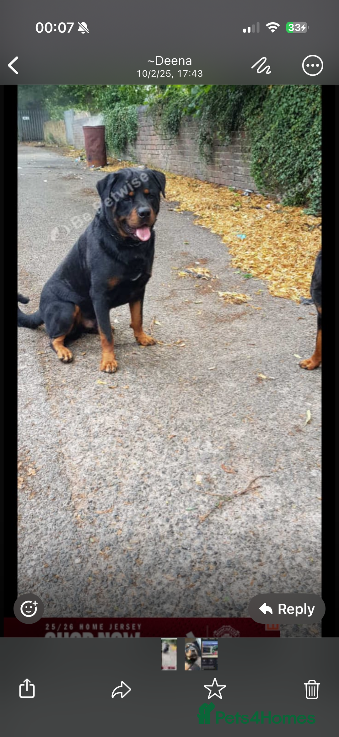 Rottweiler dogs for sale: Rottweiler  - Advert 5