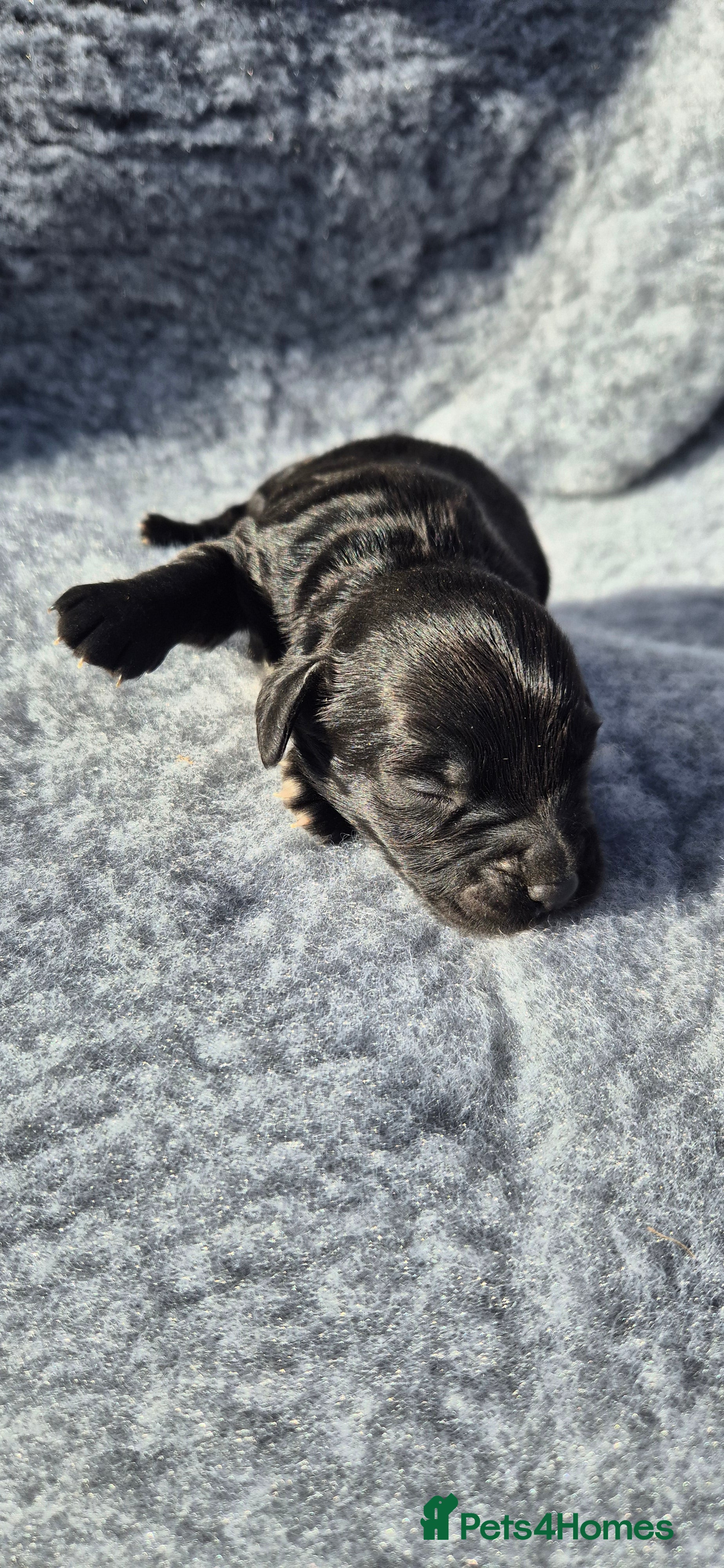 Sprocker dogs Beautiful Spocker pups - Advert 2