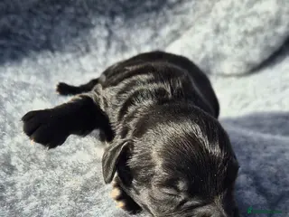 Sprocker dogs Beautiful Spocker pups - Advert 2