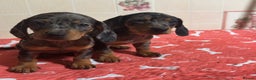 Dachshund dogs for sale: Just one girl left. Ready for her new homes - Advert 7