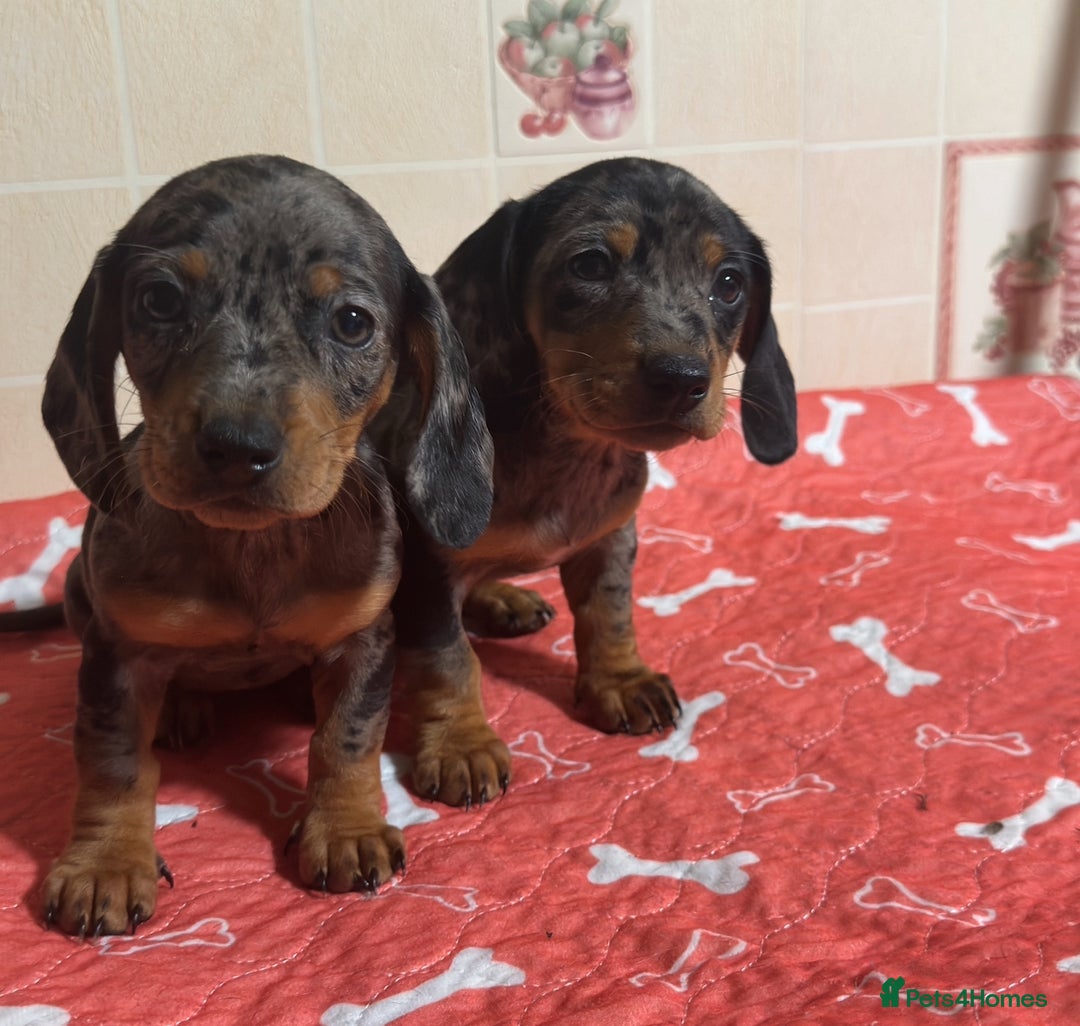 Dachshund dogs for sale: Just one girl left. Ready for her new homes - Advert 7