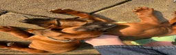 Bavarian Mountain Hound dogs for sale: Bavarian mountain hound pups - Advert 24