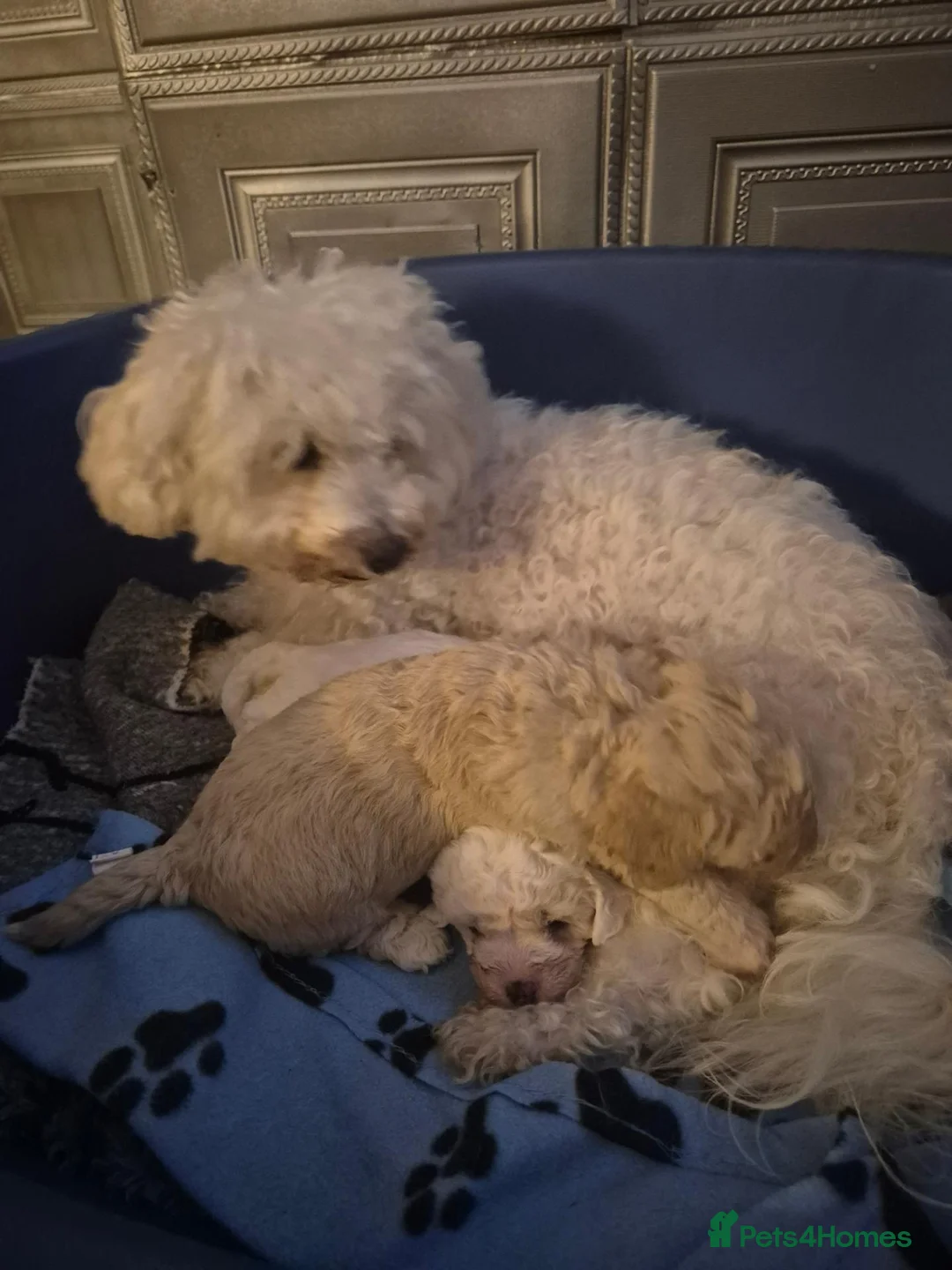 Maltipoo dogs for sale: Stunning Toy Maltipoo pups DNA Health tested CLEAR - Advert 2
