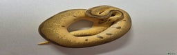 Snake reptiles for sale: Ball pythons  - Advert 10