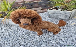 Miniature Poodle dogs for stud: Available for stud duties in Sheffield - Image 11