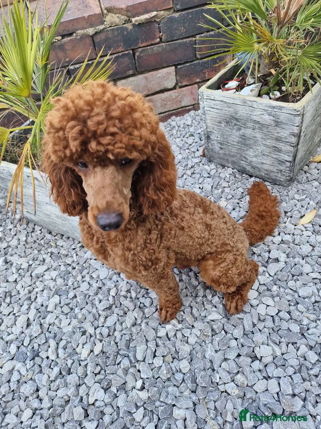 Miniature Poodle dogs for stud: Available for stud duties in Sheffield - Advert 11