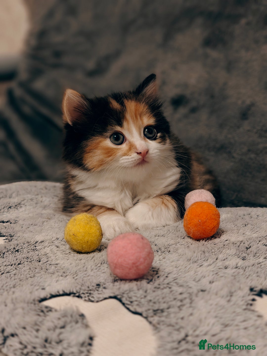 British Longhair cats for sale: British Longhair Cross Kittens  - Advert 1