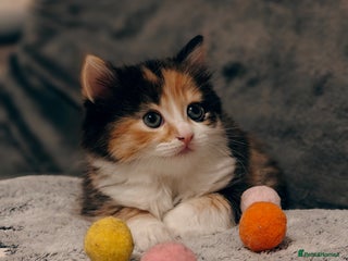 British Longhair cats British Longhair Cross Kittens - Advert 1