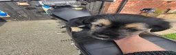 Mixed Breed dogs for sale: Puppy puppie for sale half frencie and yorkiepoo  - Advert 13