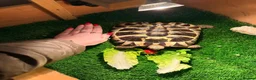 Tortoise reptiles for sale: Terry the tortoise 🐢  - Advert 2