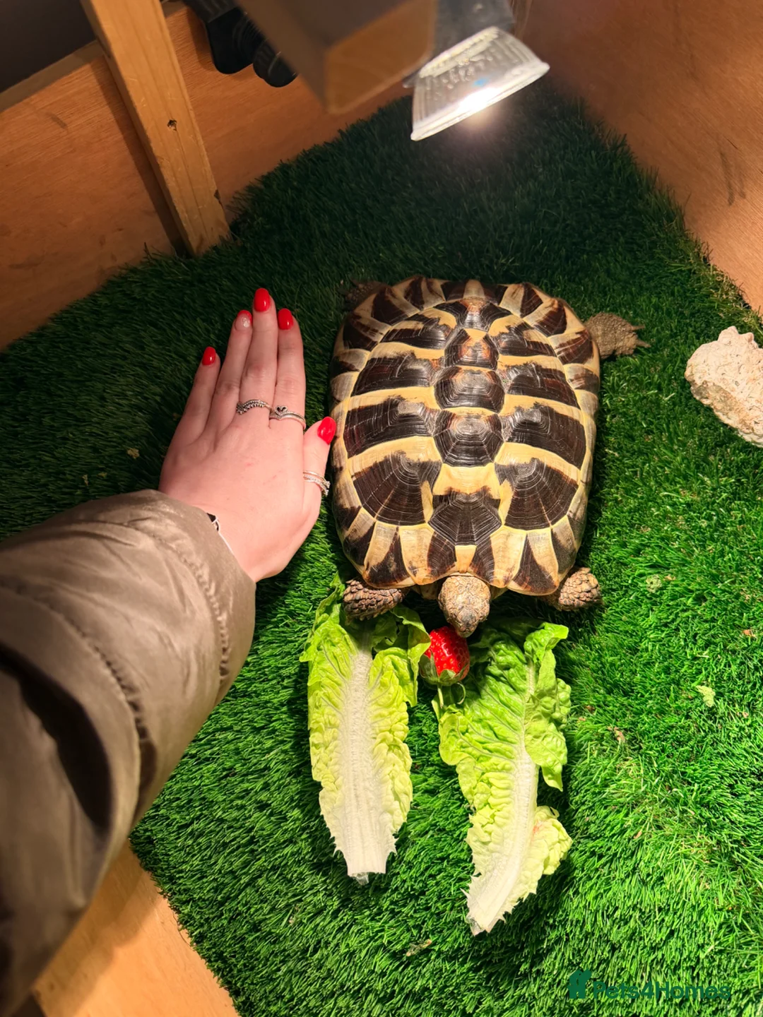 Tortoise reptiles for sale: Terry the tortoise 🐢  - Advert 2