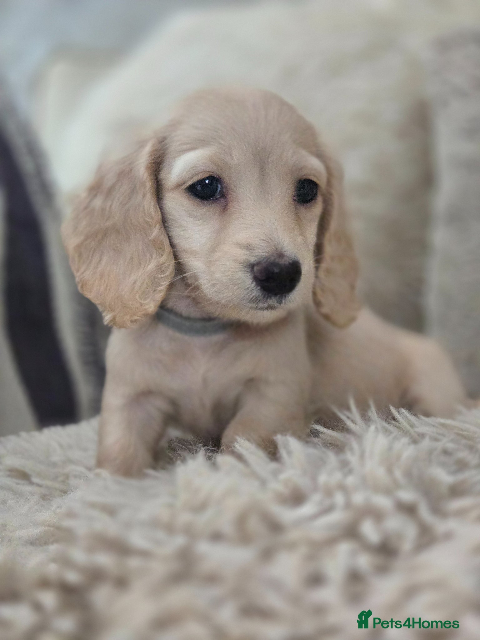 Miniature Dachshund dogs Pure creams miniature dachshunds  - Advert 13