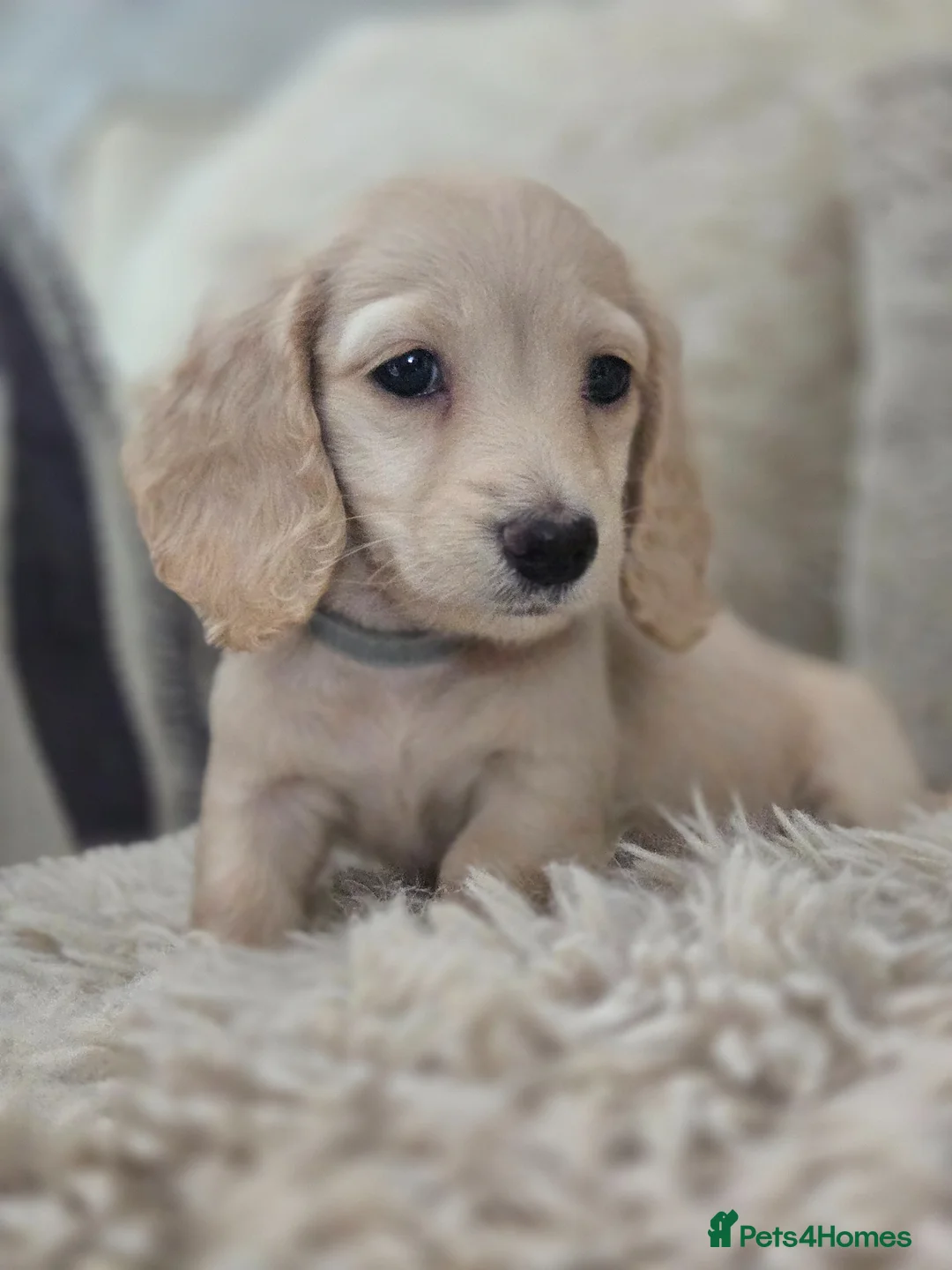 Miniature Dachshund dogs for sale: Pure creams miniature dachshunds  - Advert 2