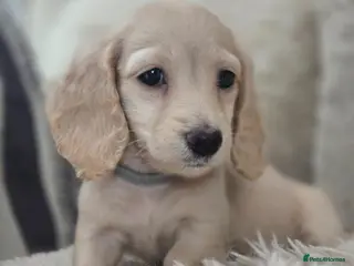 Miniature Dachshund dogs Pure creams miniature dachshunds - Advert 13