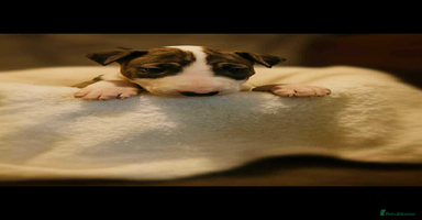 English Bull Terrier dogs - Advert 14