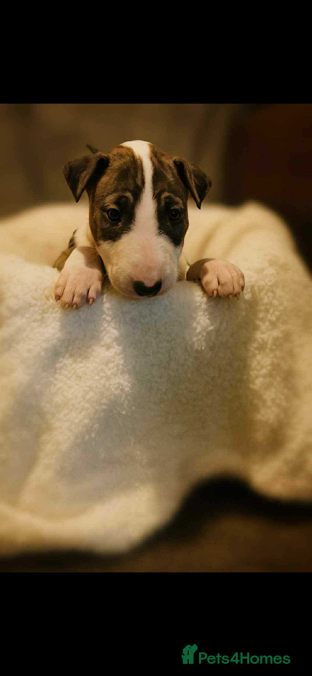 English Bull Terrier dogs for sale: English Bull Terrier - Image 2