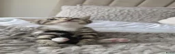 Mixed Breed cats for sale: Three Adorable Female Kittens  - Advert 7
