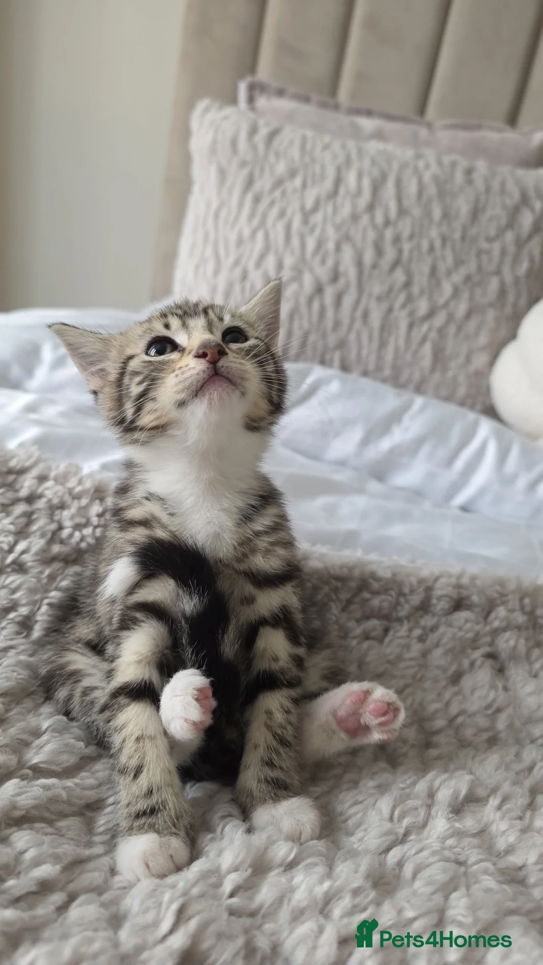 Mixed Breed cats for sale: Three Adorable Female Kittens  - Advert 7