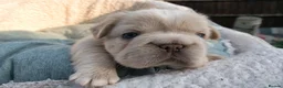 French Bulldog dogs for sale: RARE FLUFFY FRENCH BULLDOGS | 5KC REG | DNA CERT - Advert 13