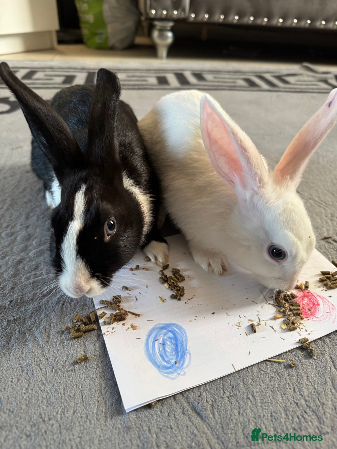 Mixed Breed rabbits for sale: 4 baby bunnies ready for new Homes - Image 4