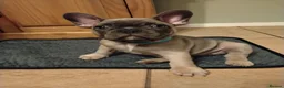 French Bulldog dogs for sale: French bulldog in Runcorn - Advert 4