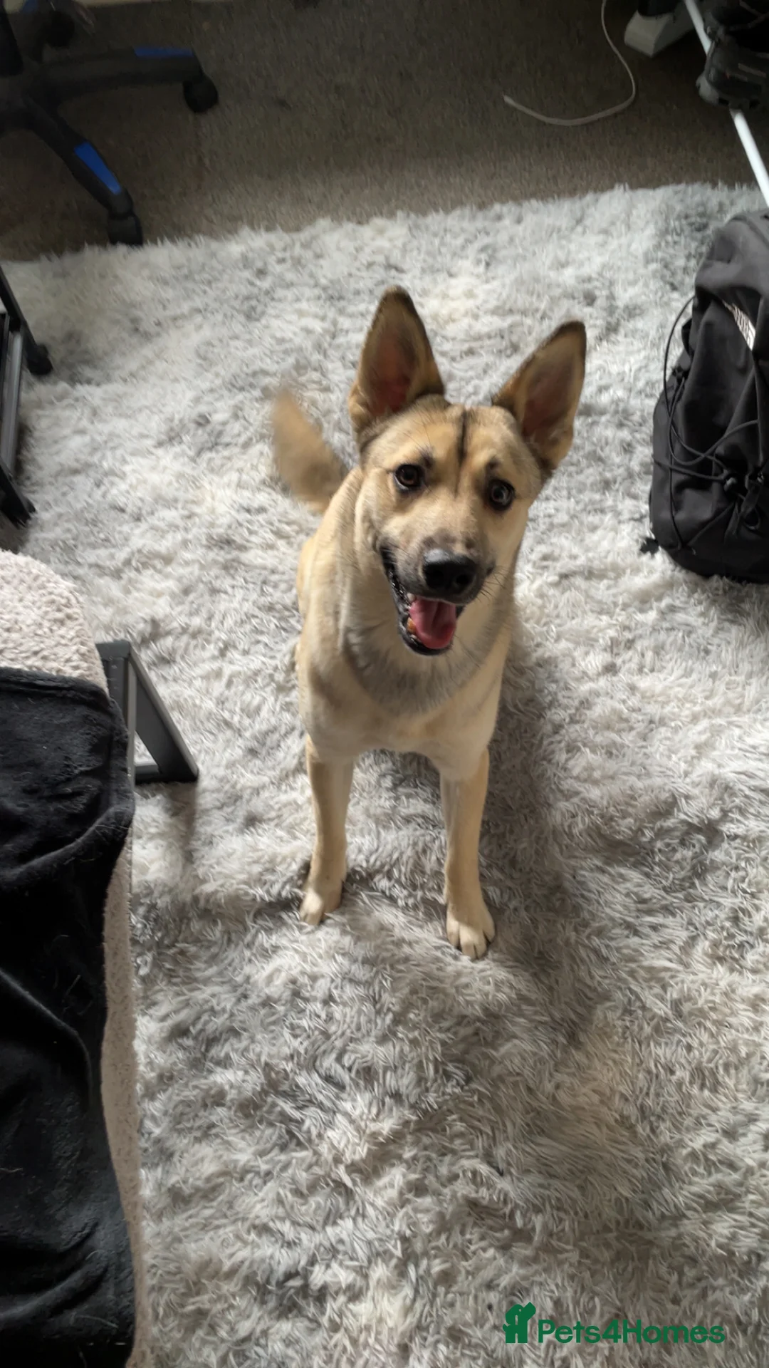 Mixed Breed dogs for sale: Rottweiler x husky puppies  - Advert 2