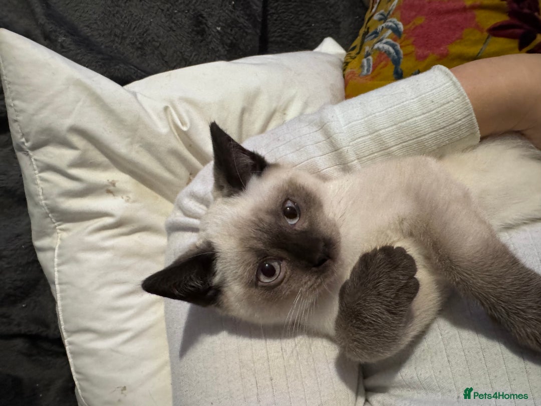 British Shorthair cats for sale: Beautiful British shorthair kittens - Advert 4