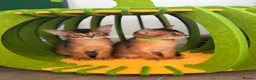 Abyssinian cats for sale: LAST TWO ABYSSINIAN MALE - Advert 10