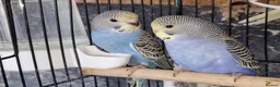Budgerigars birds for sale: Super silly hand tamed baby budgies  - Advert 4
