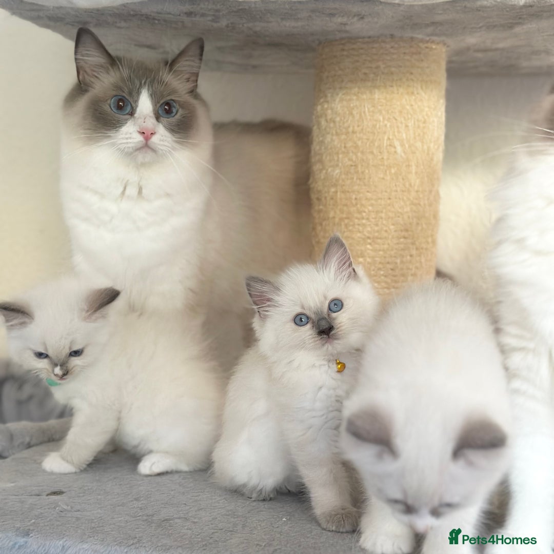 Ragdoll cats for sale: Gentle, Affectionate, Cuddly, Playful Kittens - Image 11
