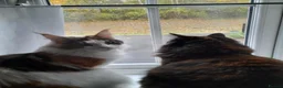Maine Coon cats for sale: Maine coon  - Advert 12