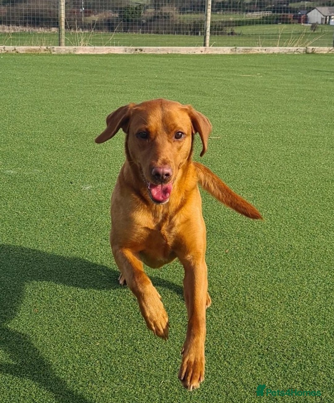 Labrador Retriever dogs for sale: KC Fox Red Labrador Pups *Ready for home 20/12/25* - Image 15