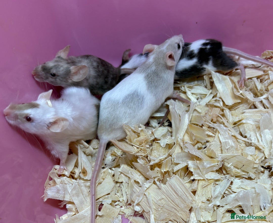 Mouse rodents for sale: Female baby mice ready now  - Image 20