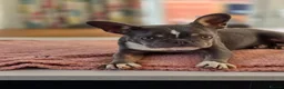French Bulldog dogs for sale: 8 month old French bulldog in Bourne - Advert 6