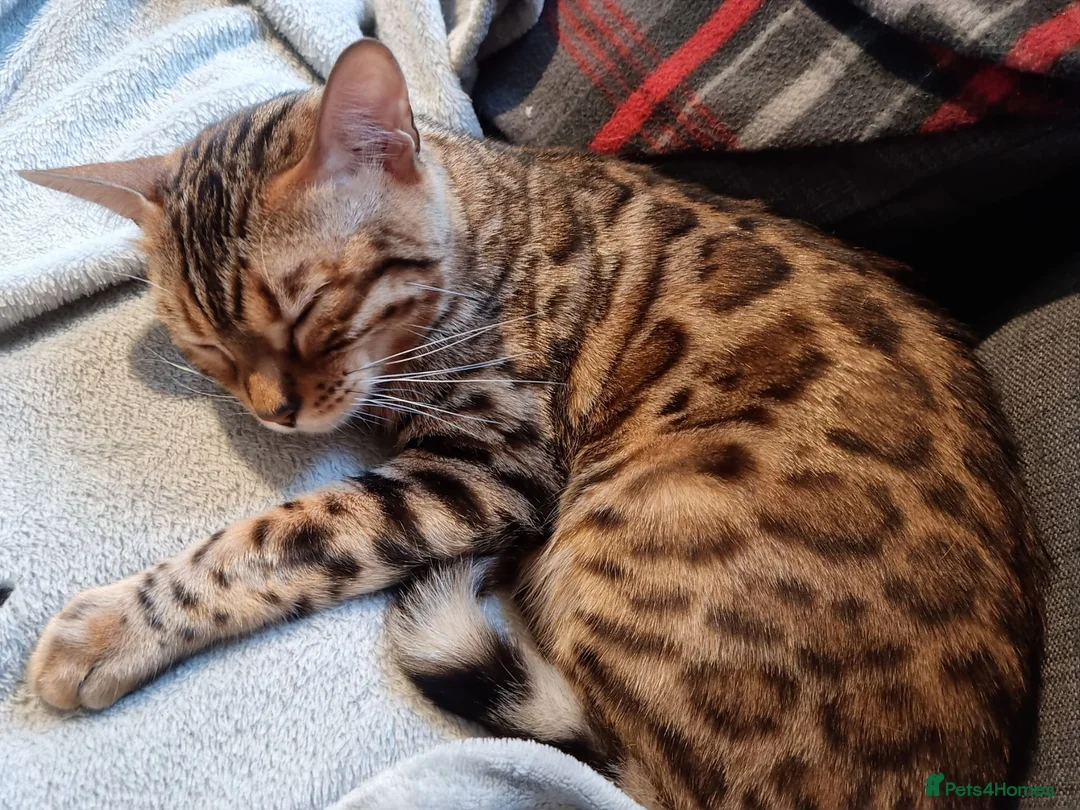 Bengal cats for sale: Beautiful, calm-tempered Bengal for sale in Plymouth - Advert 4