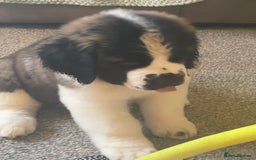 Saint Bernard dogs for sale: Stunning Female Saint Bernard puppy Kc reg - Image 4