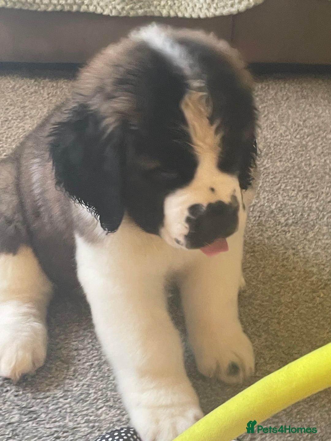 Saint Bernard dogs for sale: Stunning Female Saint Bernard puppy Kc reg - Image 4