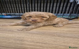 Cockapoo dogs for sale: Gorgeous fluffy Coockapoo puppies - Image 11