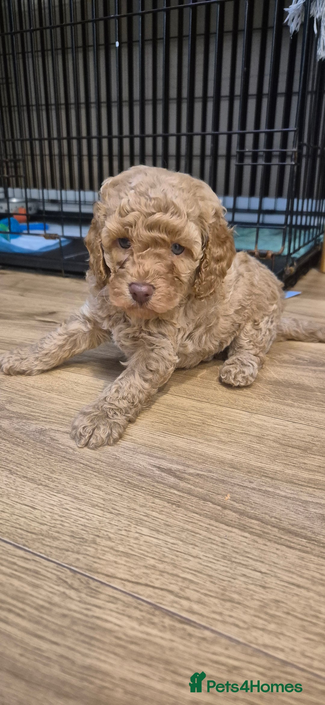 Cockapoo dogs for sale: Gorgeous fluffy Coockapoo puppies - Image 11